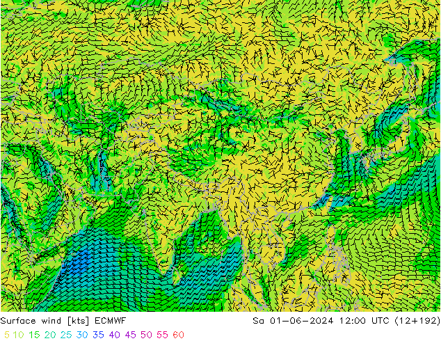 Surface wind ECMWF Sa 01.06.2024 12 UTC