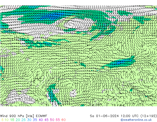  900 hPa ECMWF  01.06.2024 12 UTC