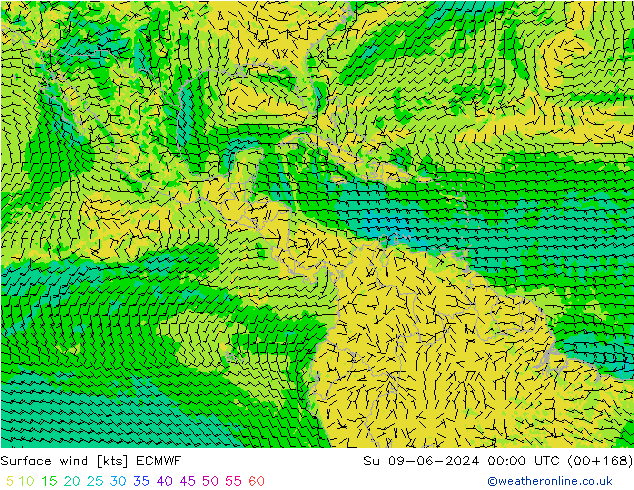 Surface wind ECMWF Su 09.06.2024 00 UTC