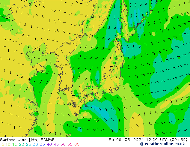 Bodenwind ECMWF So 09.06.2024 12 UTC